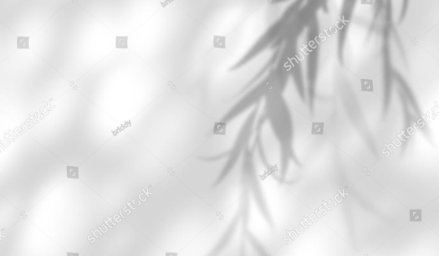 Willow leaves casting a soft shadow across a pale wall.